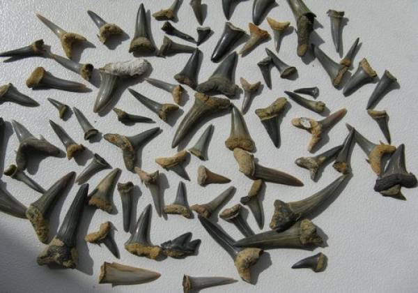 Sharkteeth
