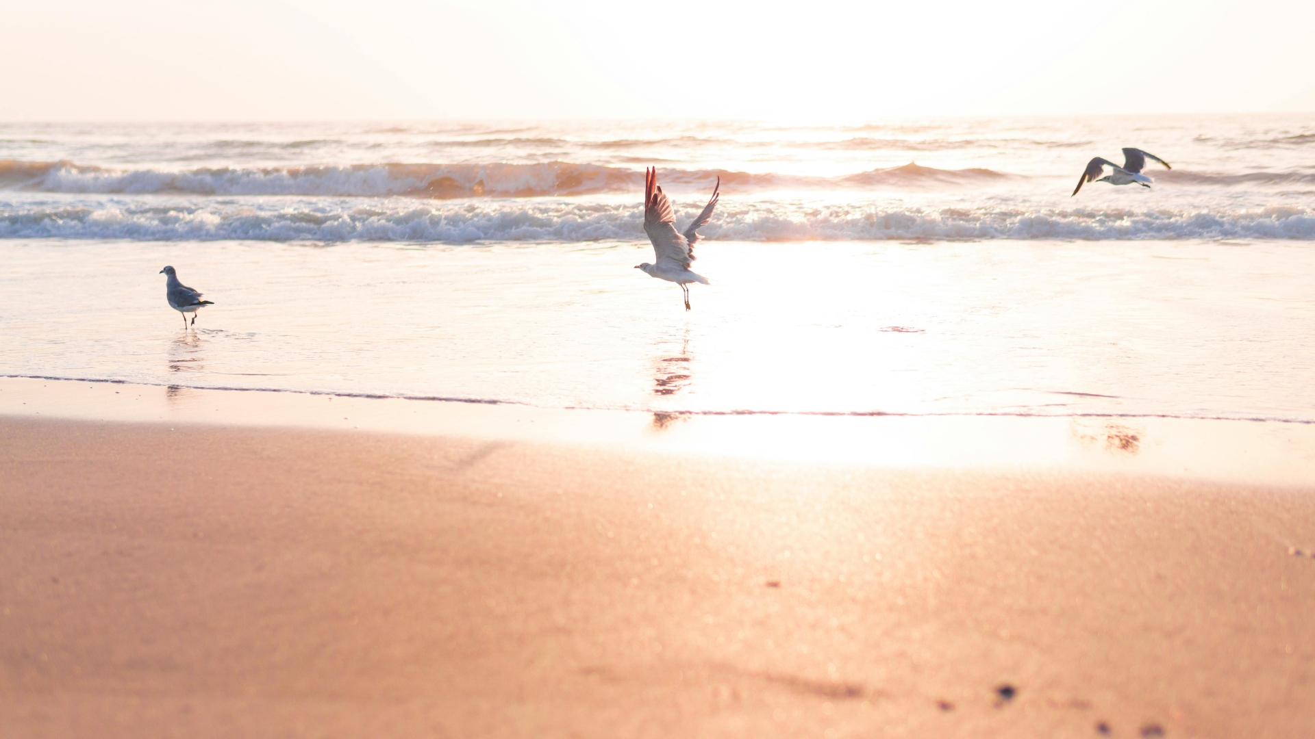 Seagulls on the beach