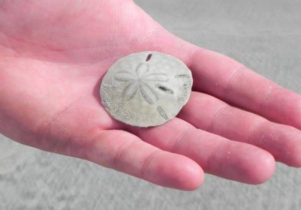 Sand Dollar