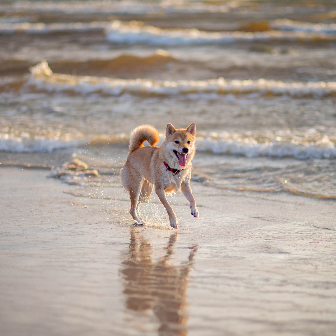 Dog Rules Carolina Beach