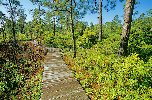 Carolina Beach State Park