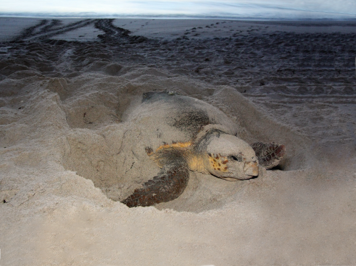 Sea Turtle Nesting on the Beach