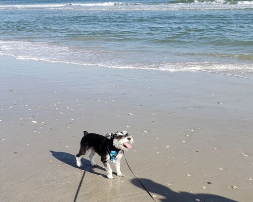 dog on the beach