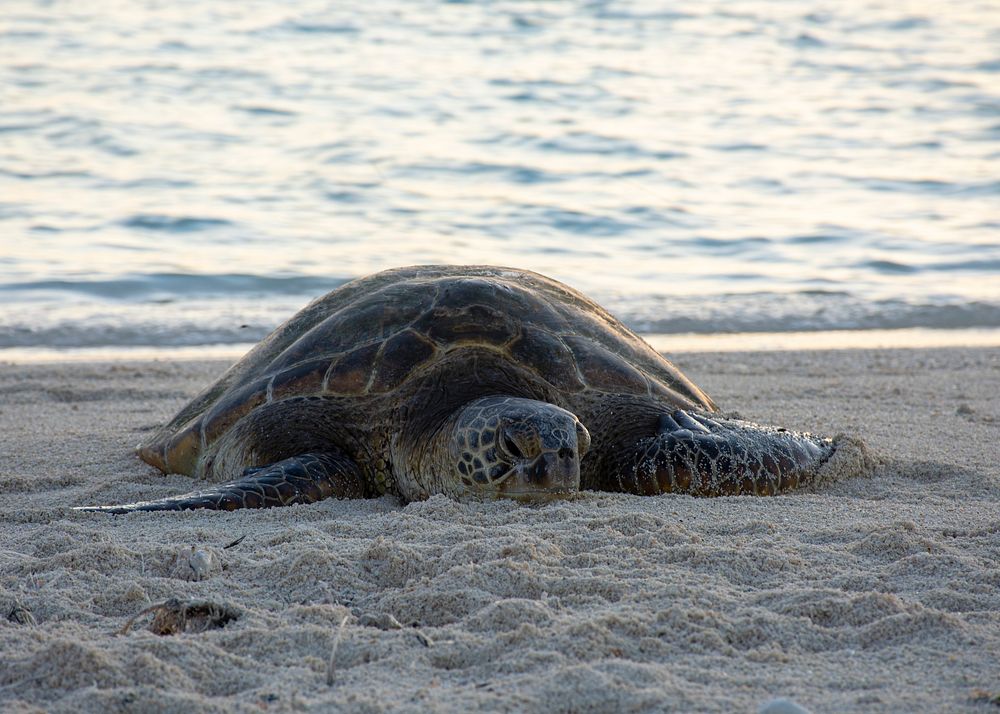 Sea Turtle on the beach
