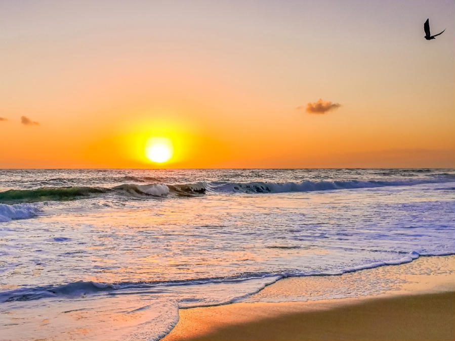 sunrise over the ocean and pelicans flying over