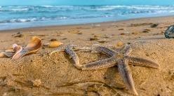 starfish and shells on the beach