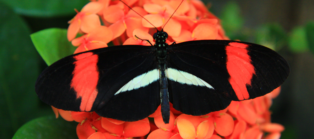 A striking black and red butterfly perched delicately on a red orange flowers.