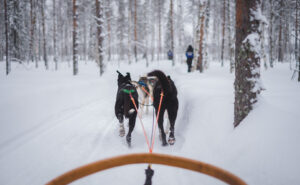 A sled dog team navigates through the snow, with two dogs energetically pulling the sled in a winter setting.