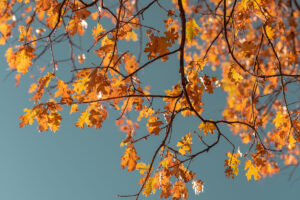 autumn
