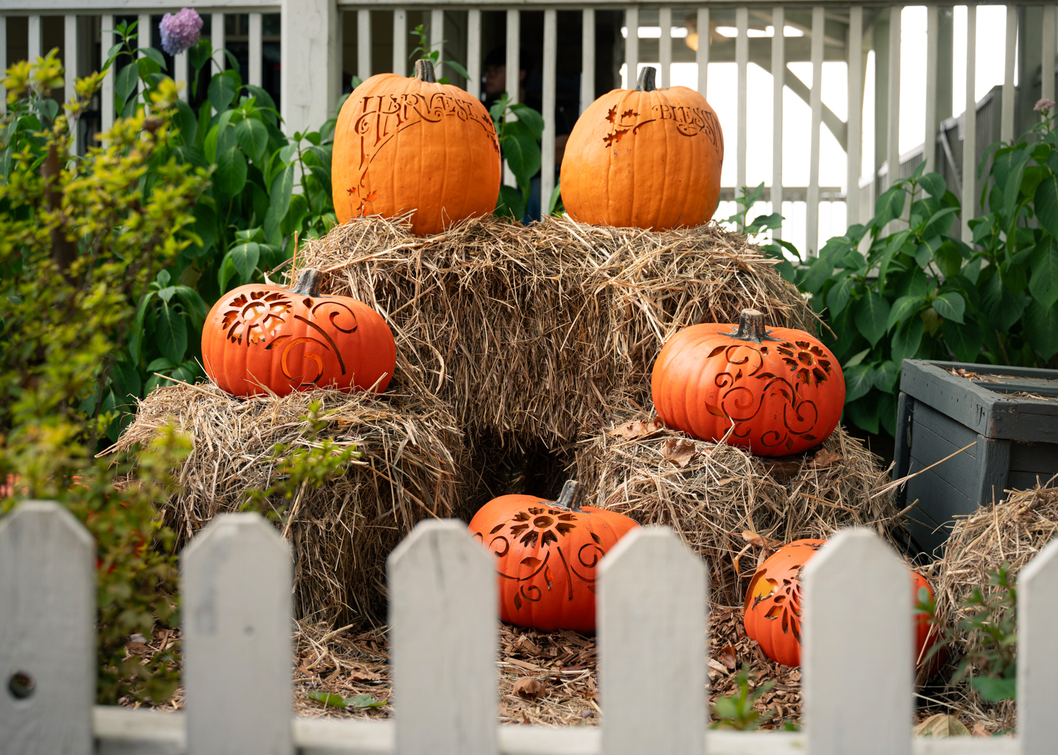 pumpkins harvest during fall in Branson