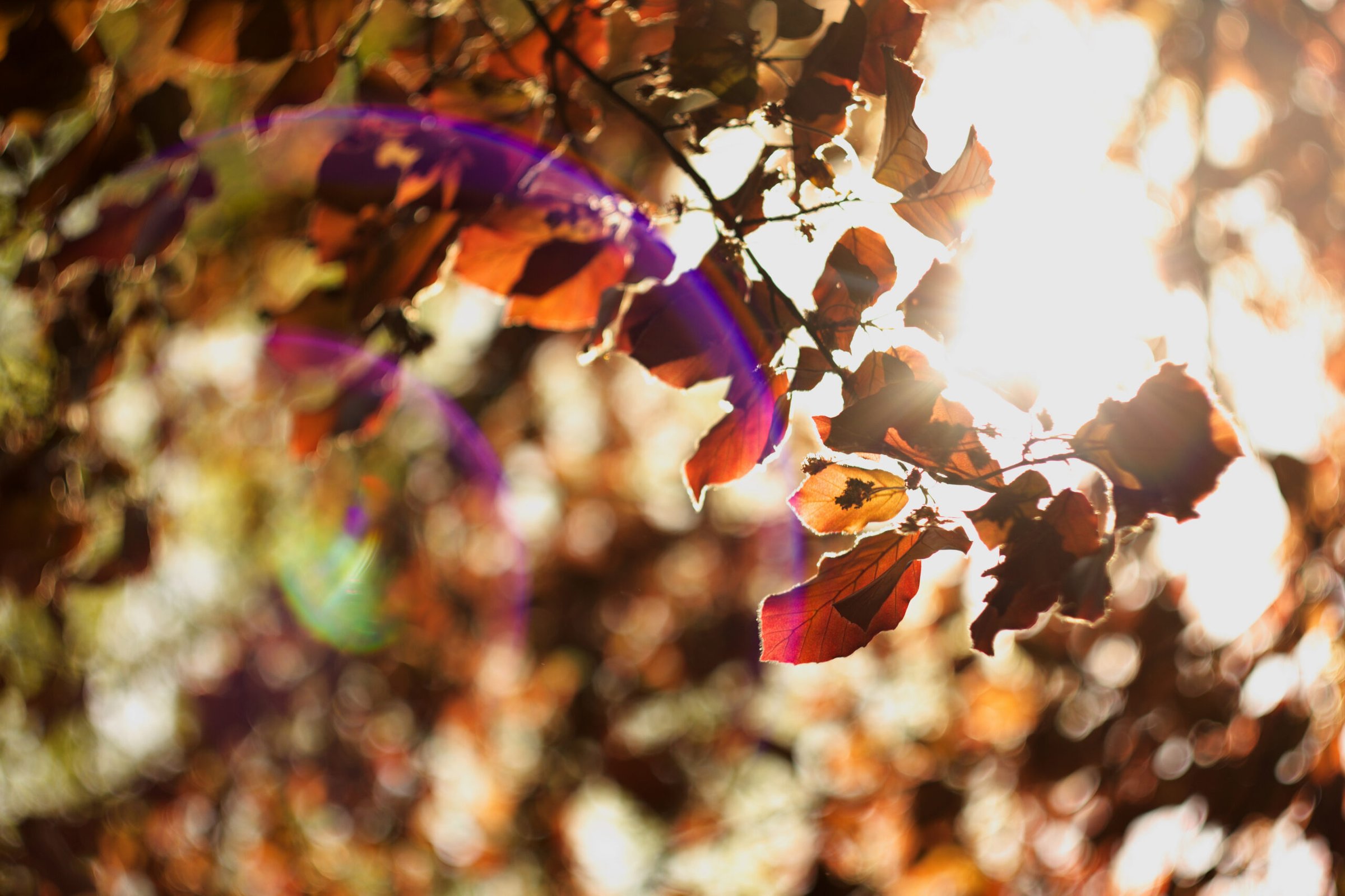 When does fall foliage peak near Branson and Table Rock Lake Missouri
