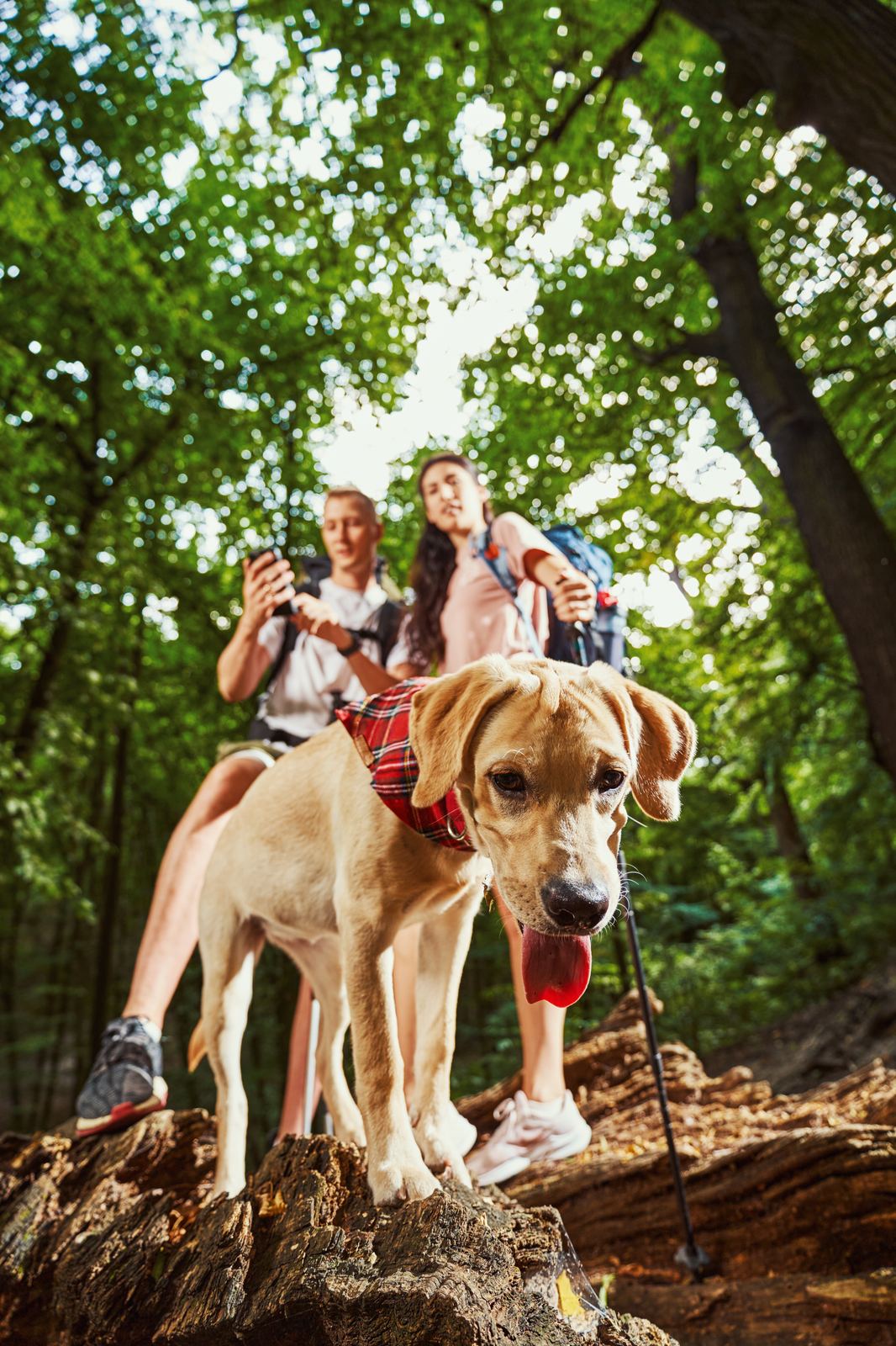 Hikers on a leaf-covered forest trail near Branson, Missouri with a leashed dog