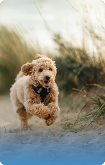 Pet-Friendly callout