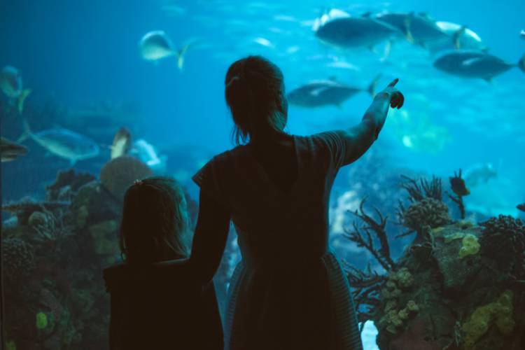 Things To Do Mississippi Aqaurium