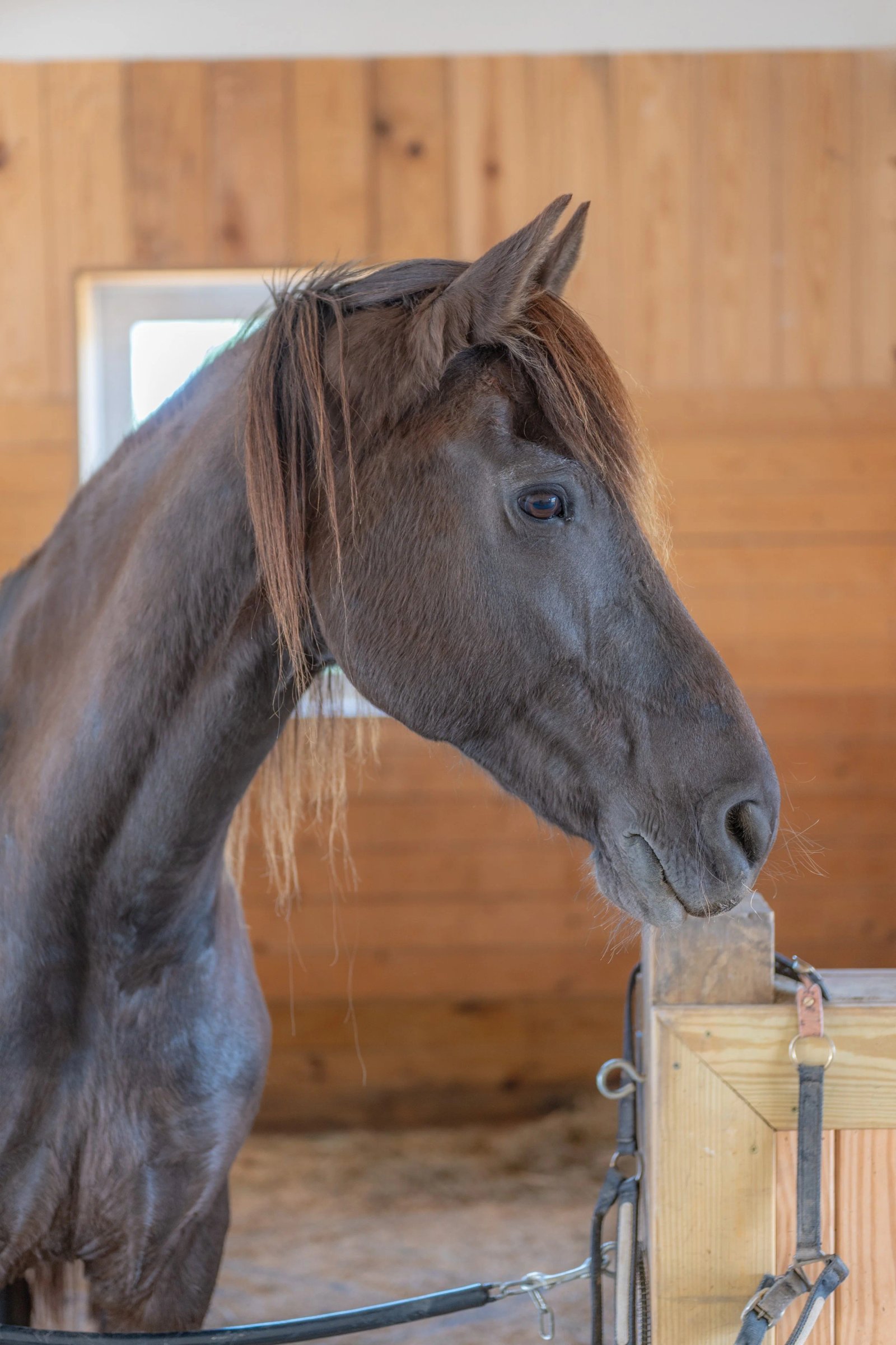 Armani, a rescued Friesian, at Peony Hill