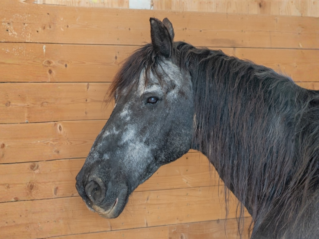 Aike, a rescued Friesian horse at Peony Hill