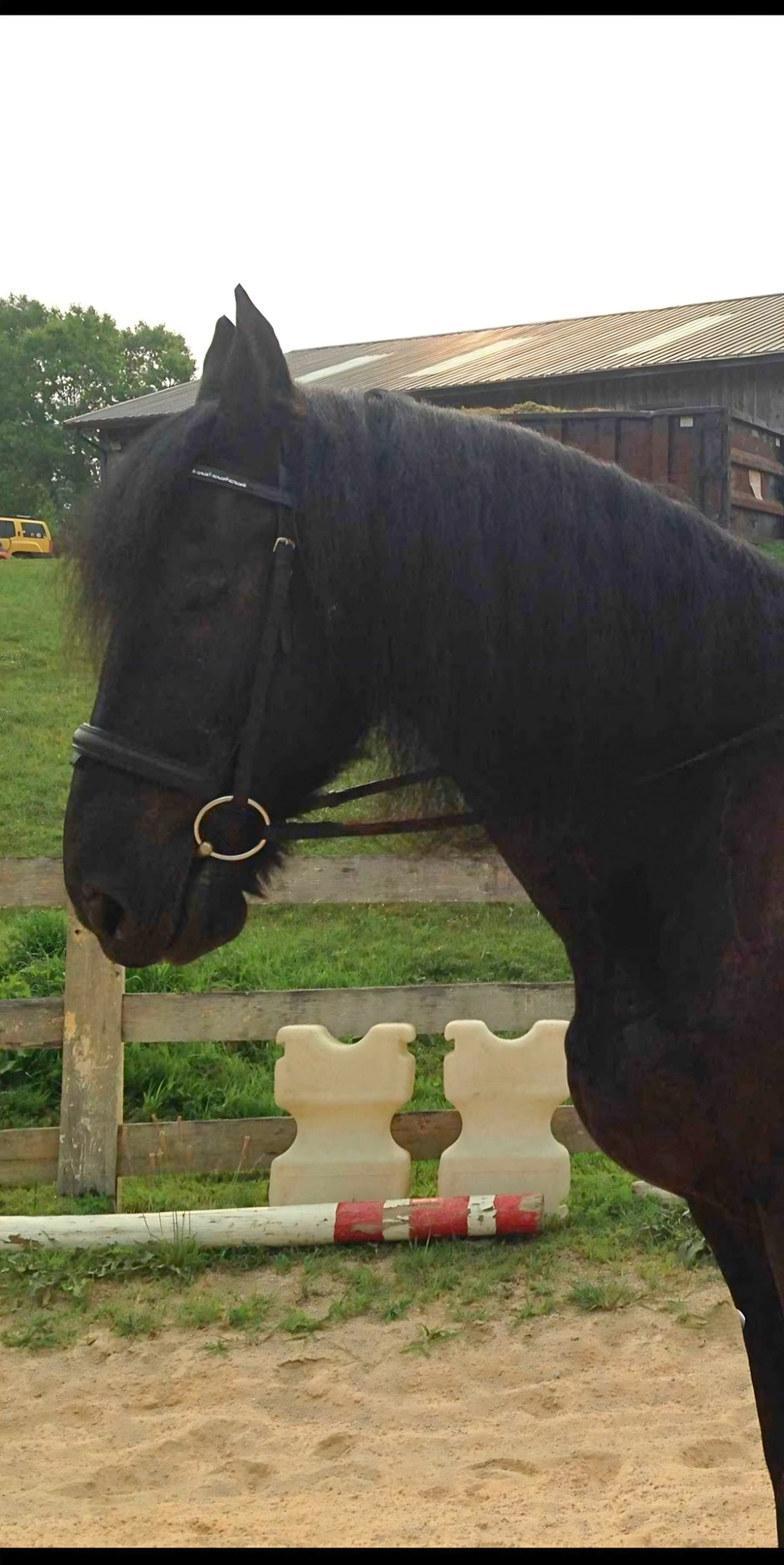 Vonder P., Kim's first rescued Friesian