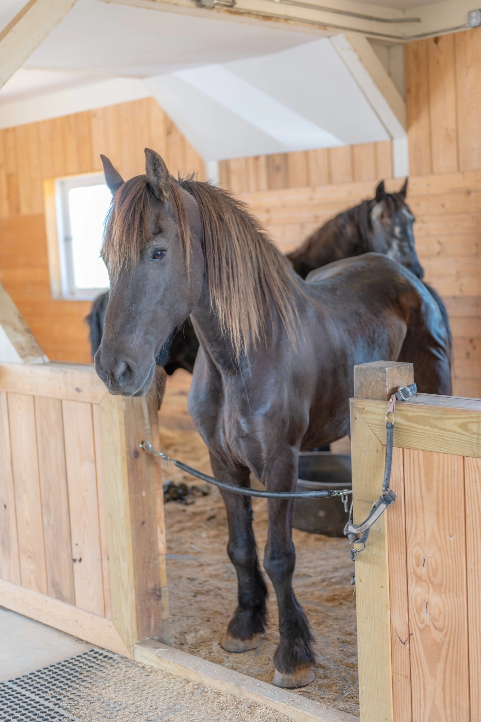 A rescued Friesian horse in its stall at Peony Hill