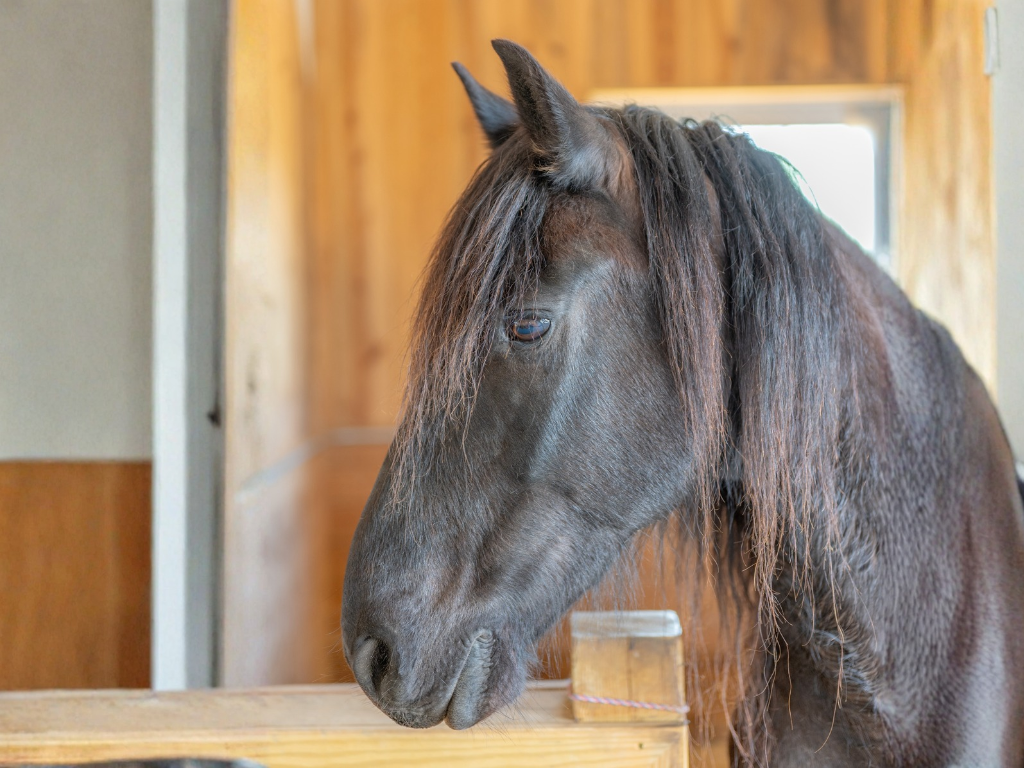 Thane, a rescued Friesian horse at Peony Hill